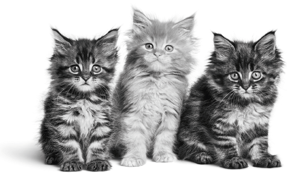 kittens